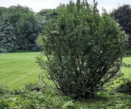 Q Landscaping LLC