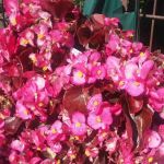 Allen Landscape in Highland, LLC