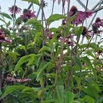 Kaknes Landscape Supply