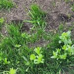 Duke's Landscape Services