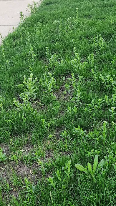 Duke's Landscape Services Picture 3