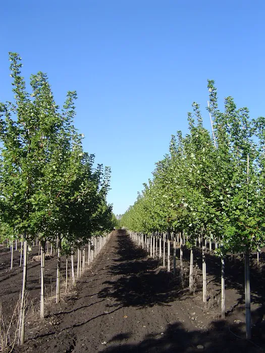 Sebert Landscape Picture 4