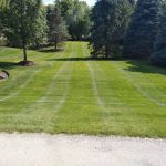 Green leaves landscaping