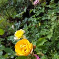 J and J Landscaping ico