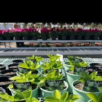Sam's Landscape & Plow, inc. ico