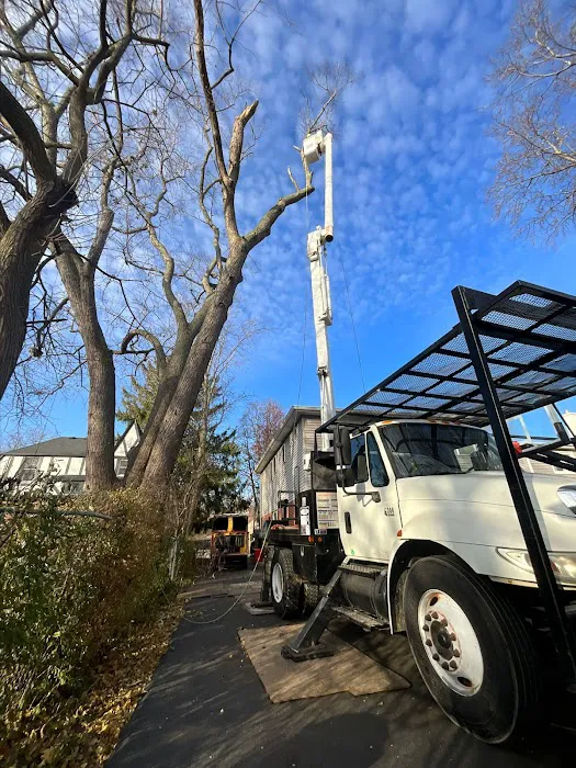 Absolute Tree Solutions Picture 2