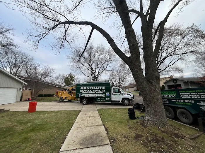 Absolute Tree Solutions Picture 6
