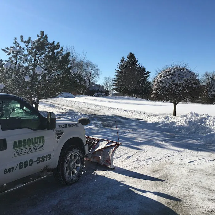 Absolute Tree Solutions Picture 3