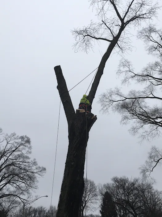 Absolute Tree Solutions Picture 9