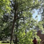 Alejandre Landscaping