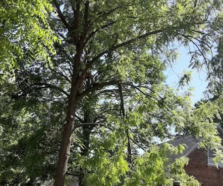 Alejandre Landscaping