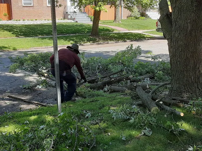 Alejandre Landscaping Picture 9