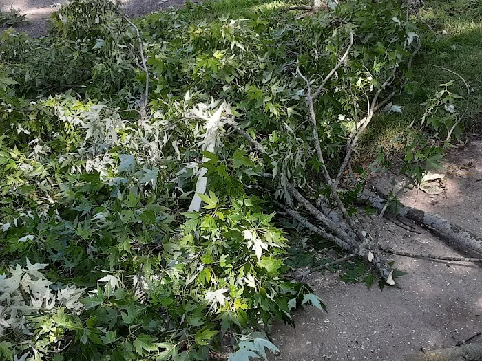 Alejandre Landscaping Picture 10