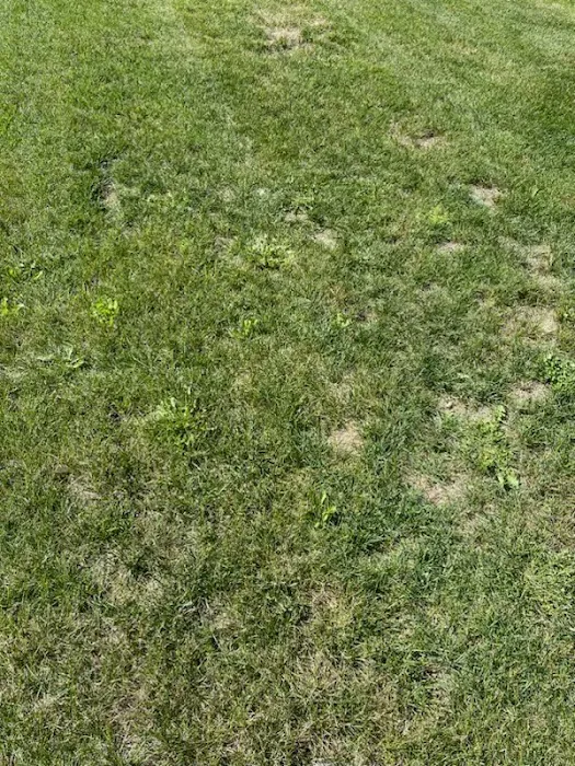 Classic Landscape Ltd Picture 10