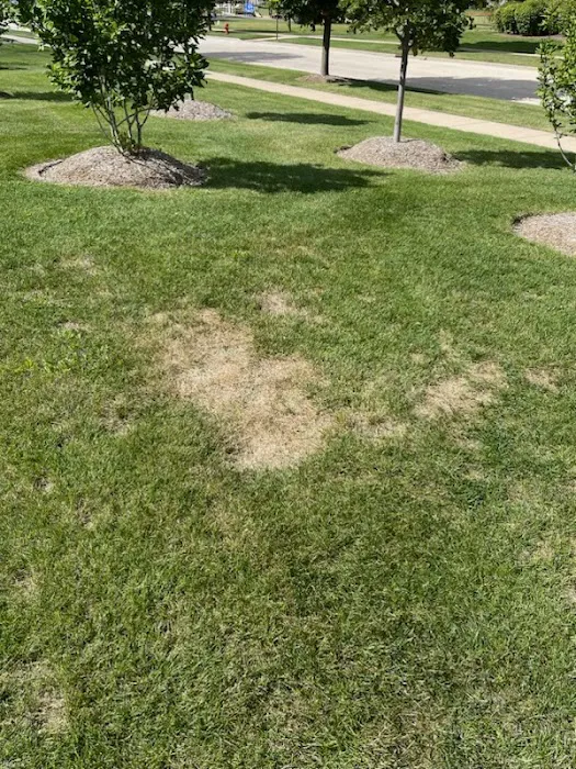 Classic Landscape Ltd Picture 9
