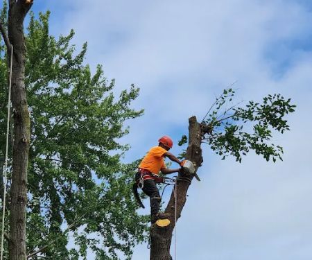 LJ Landscaping Inc