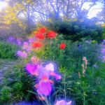 Natural Environments/Robert C. Boyce, RLA, LLC