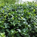 Lurvey Landscape Supply