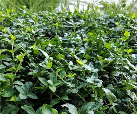 Lurvey Landscape Supply
