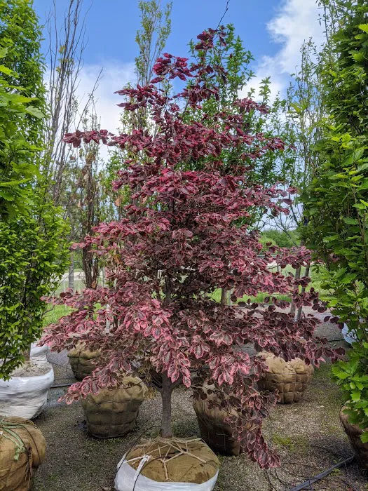 Lurvey Landscape Supply Picture 5