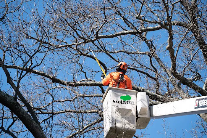 SavATree Picture 8