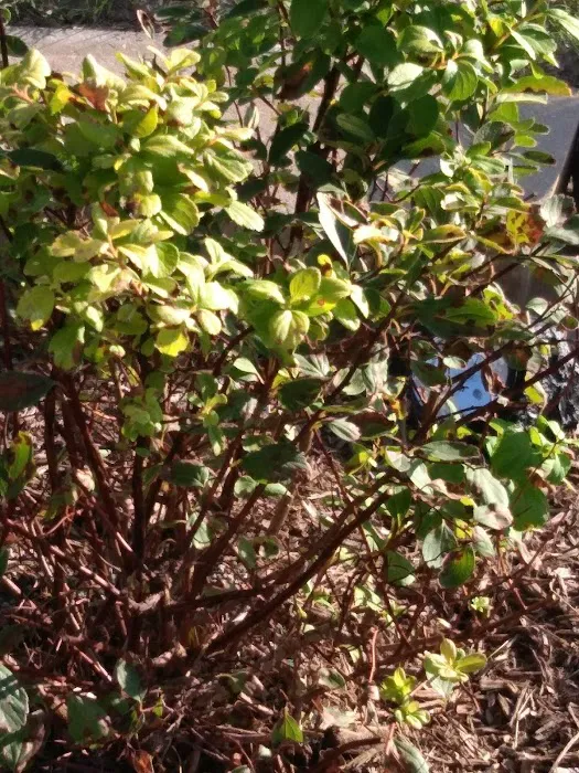Santa Fe Landscaping & Nursery Picture 10