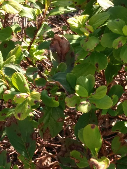 Santa Fe Landscaping & Nursery Picture 3