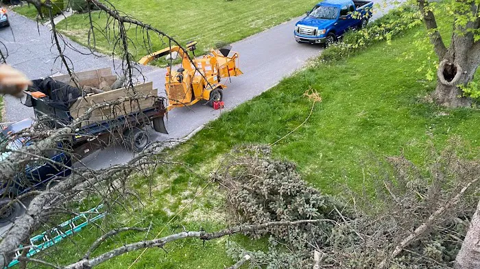 El Errante Tree & Landscaping Service Picture 6