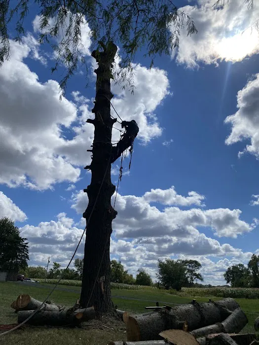 El Errante Tree & Landscaping Service Picture 1
