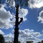 El Errante Tree & Landscaping Service