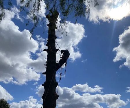 El Errante Tree & Landscaping Service