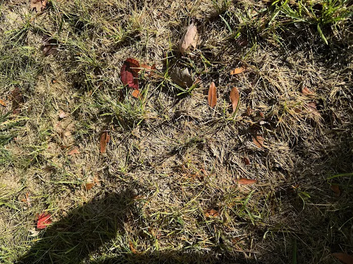 TruGreen Lawn Care Picture 1