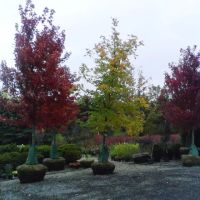 O'Donovan Landscaping & Nursery ico