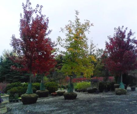 O'Donovan Landscaping & Nursery