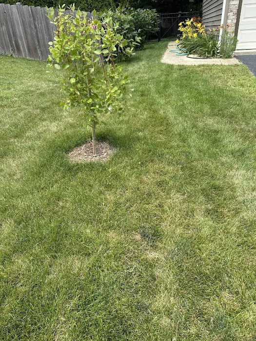 Lawn Squad of Aurora Picture 5