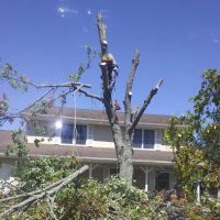 GP Tree Service and Landscaping ico