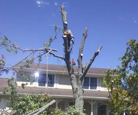 GP Tree Service and Landscaping