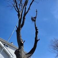 Black Creek Landscaping & Tree Services ico