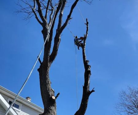 Black Creek Landscaping & Tree Services