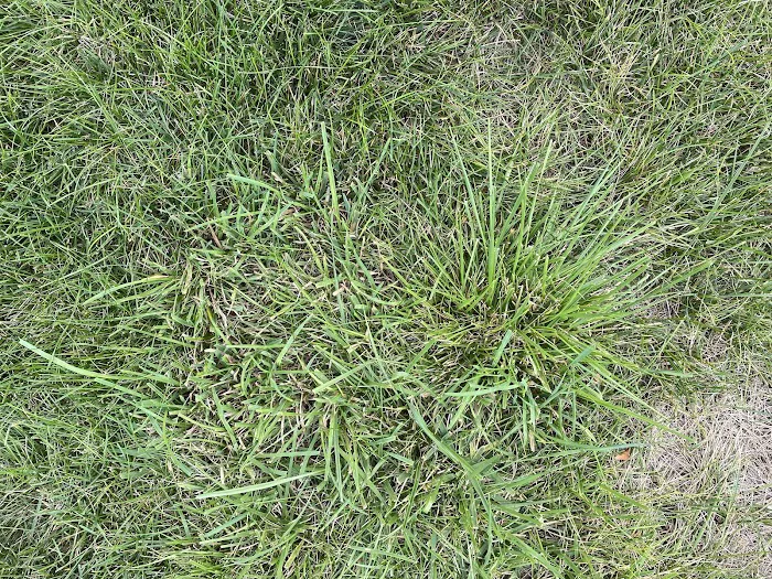 Turf Care Enterprises, Inc. Picture 4