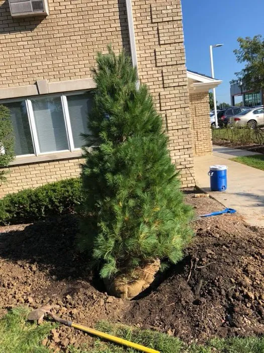 MCA Landscaping Picture 2