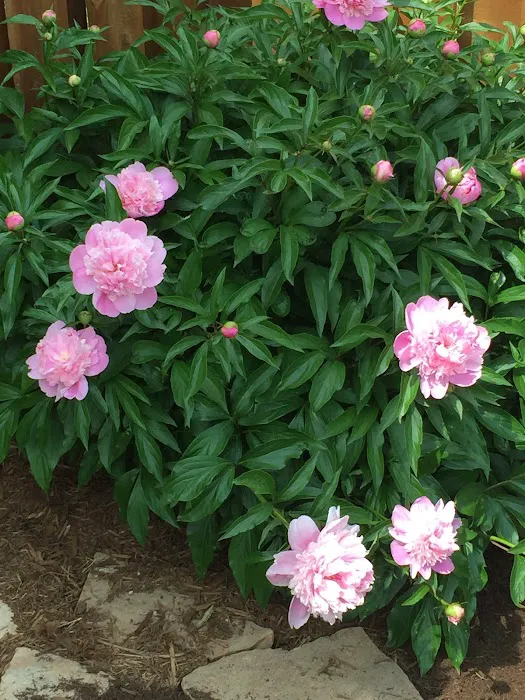 J&J Landscaping Picture 10
