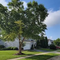 Mike's Plowing, Tree & Lawn Svs ico