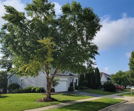 Mike's Plowing, Tree & Lawn Svs