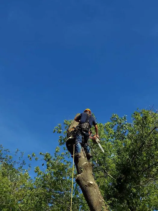 Aguilar Landscaping & Tree Service Picture 8