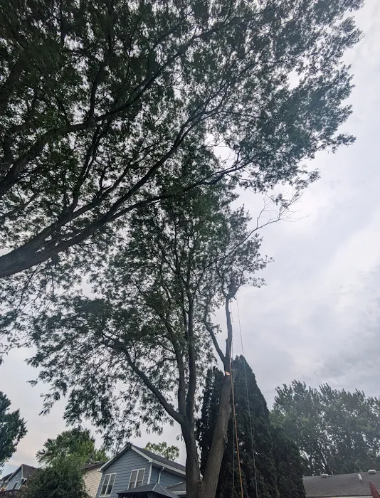 Aguilar Landscaping & Tree Service Picture 10