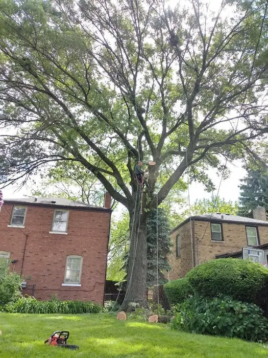 Aguilar Landscaping & Tree Service Picture 5