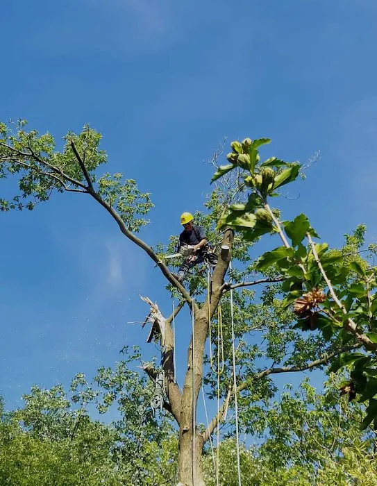 Aguilar Landscaping & Tree Service Picture 9