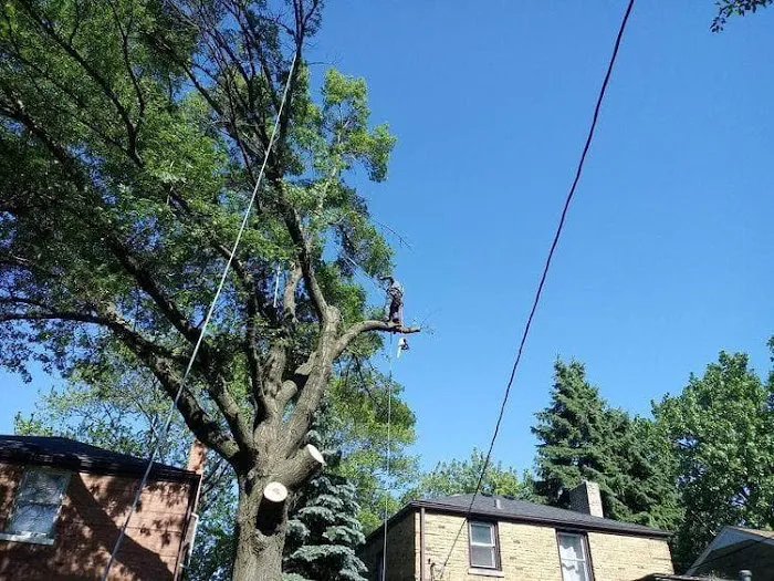 Aguilar Landscaping & Tree Service Picture 4