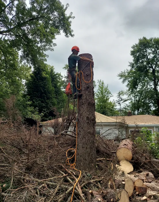 Aguilar Landscaping & Tree Service Picture 3